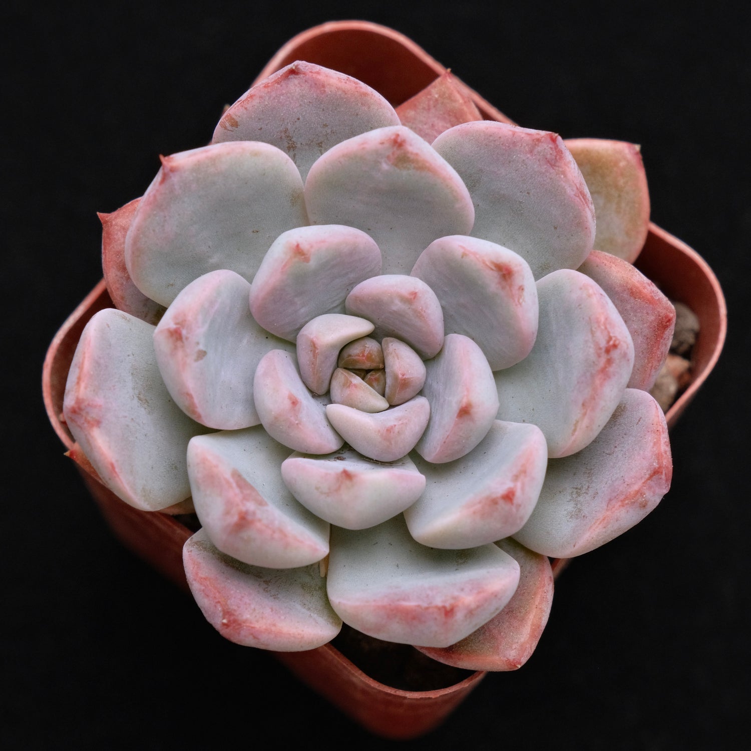 Echeveria Pink Elf Korean Succulent Plant *Rare*