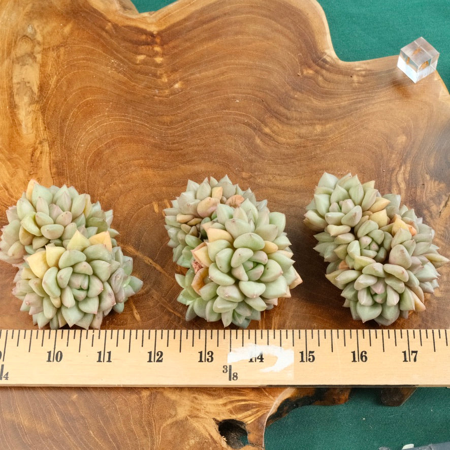 Echeveria JC van Keppel cluster Imported Succulent Plant