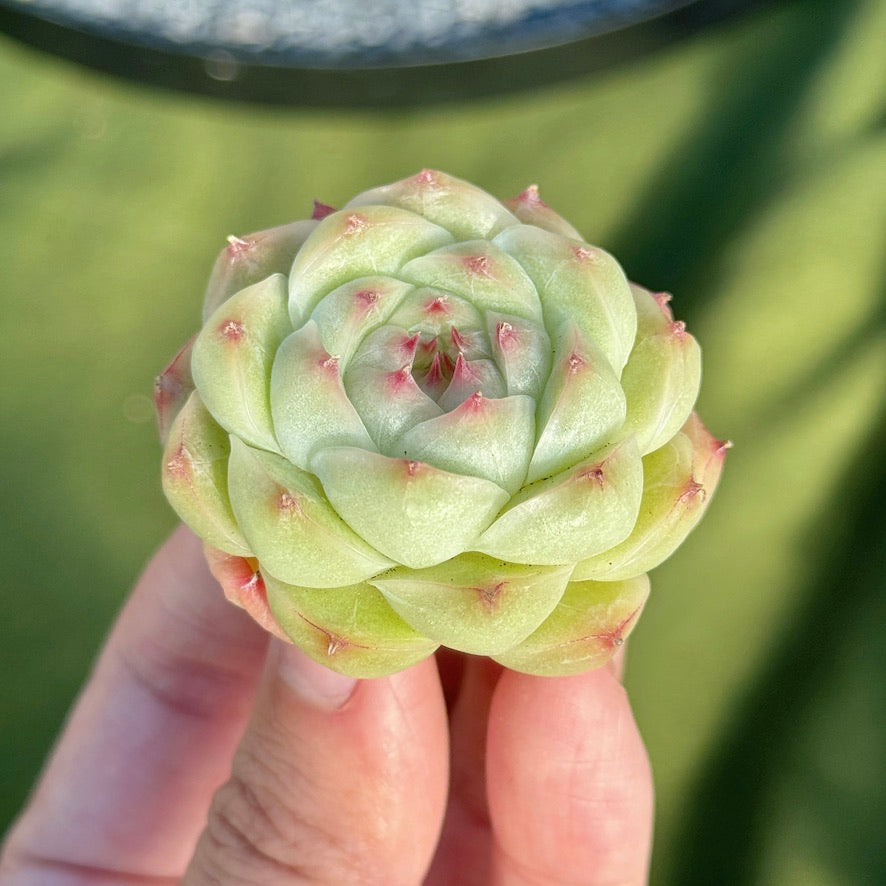 Echeveria Malgan Succulent Plant B