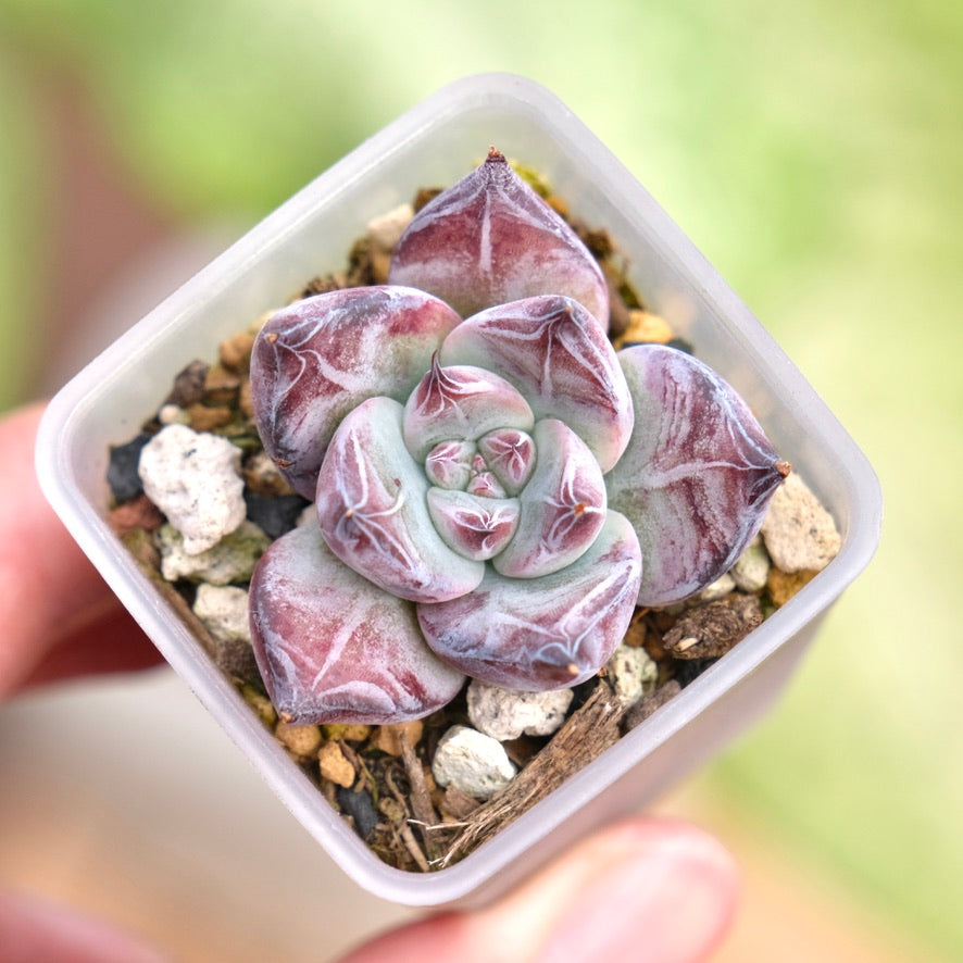 Echeveria Black Sabbath Korean Succulent Plant