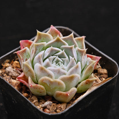 Echeveria Gilo Korean Succulent Plant