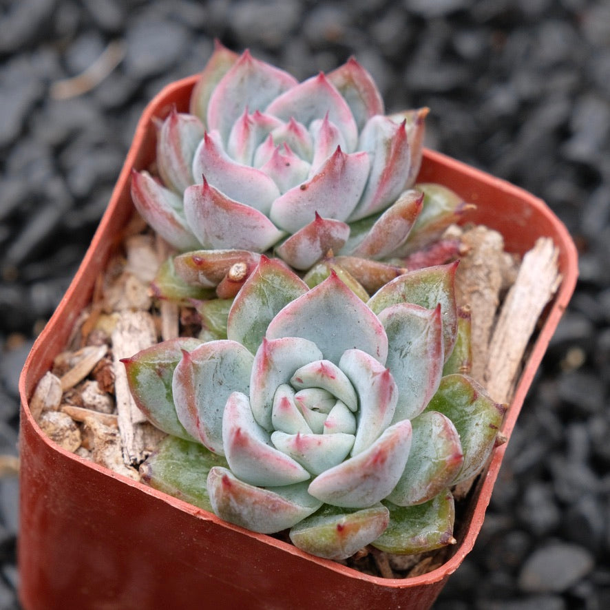 Echeveria Aranjuez A Hwaga Hybrid Korean Succulent Plant