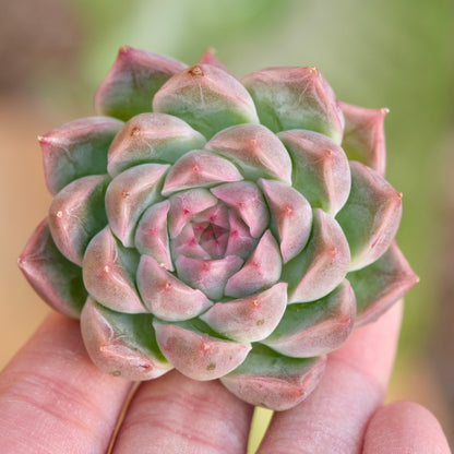 Echeveria Fontina Korean Succulent Plant