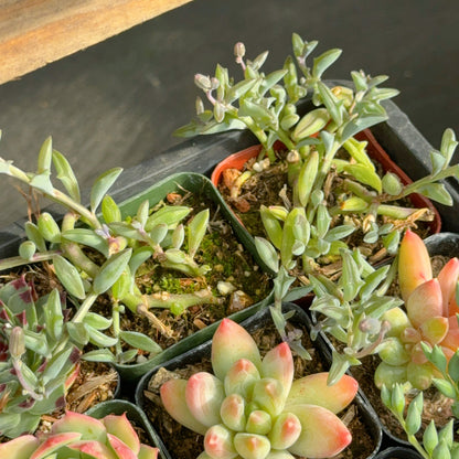 Senecio String of Dolphins Succulent Plant