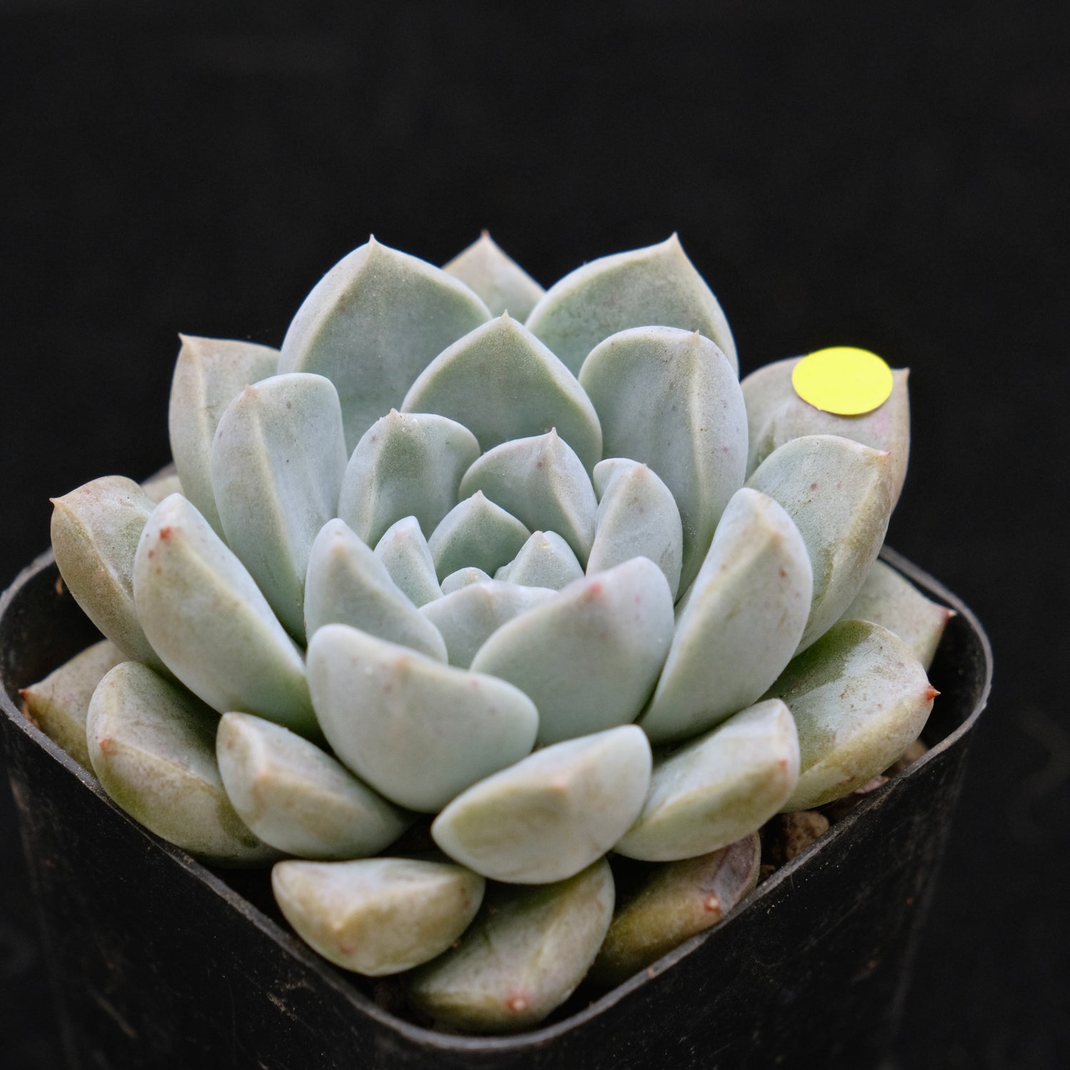Echeveria Cream Ball Korean Succulent Plant