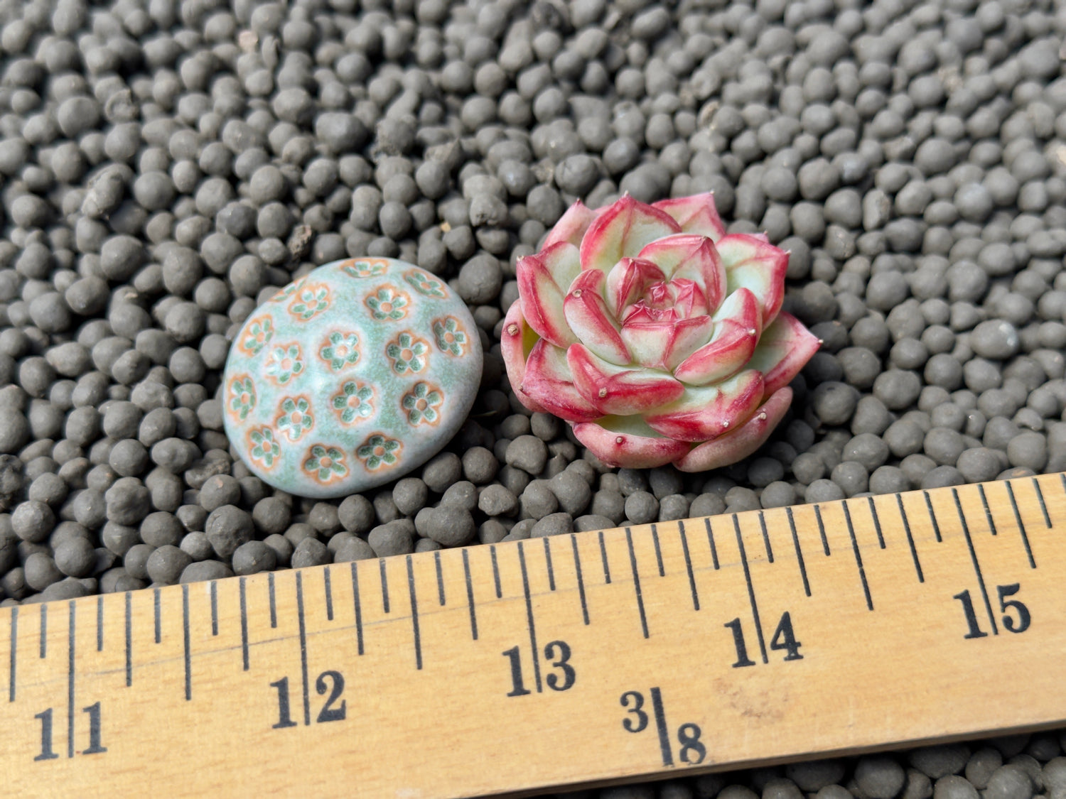 Echeveria Coralia Korean Succulent Plant