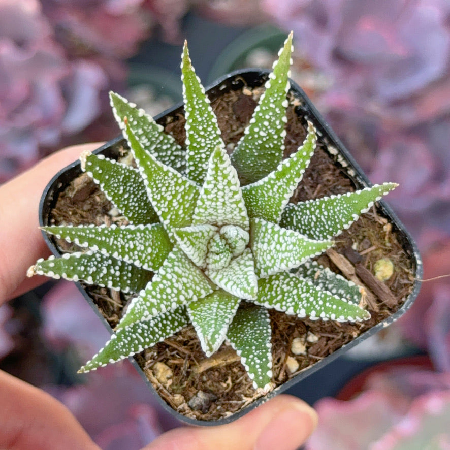 Haworthia fasciata &