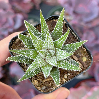 Haworthia fasciata &