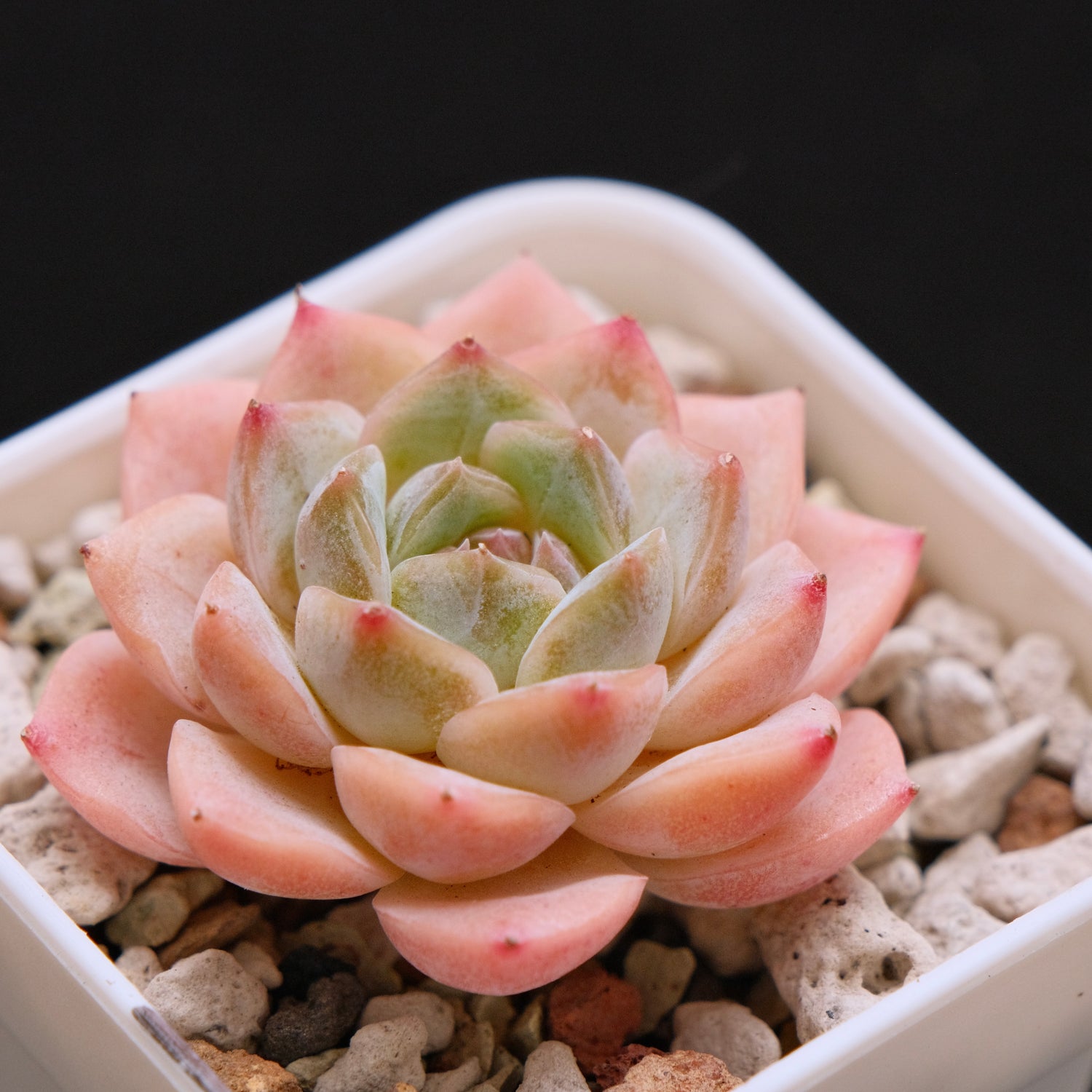 Echeveria hybrid Imported Succulent Plant