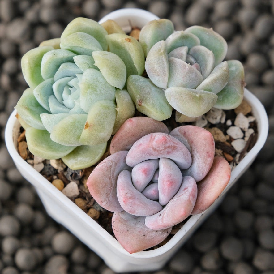 Mixed Baby Pot Korean Succulent Plant