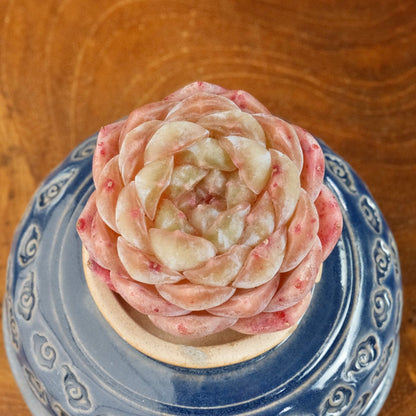 Echeveria Jelly hybrid Imported Succulent Plant