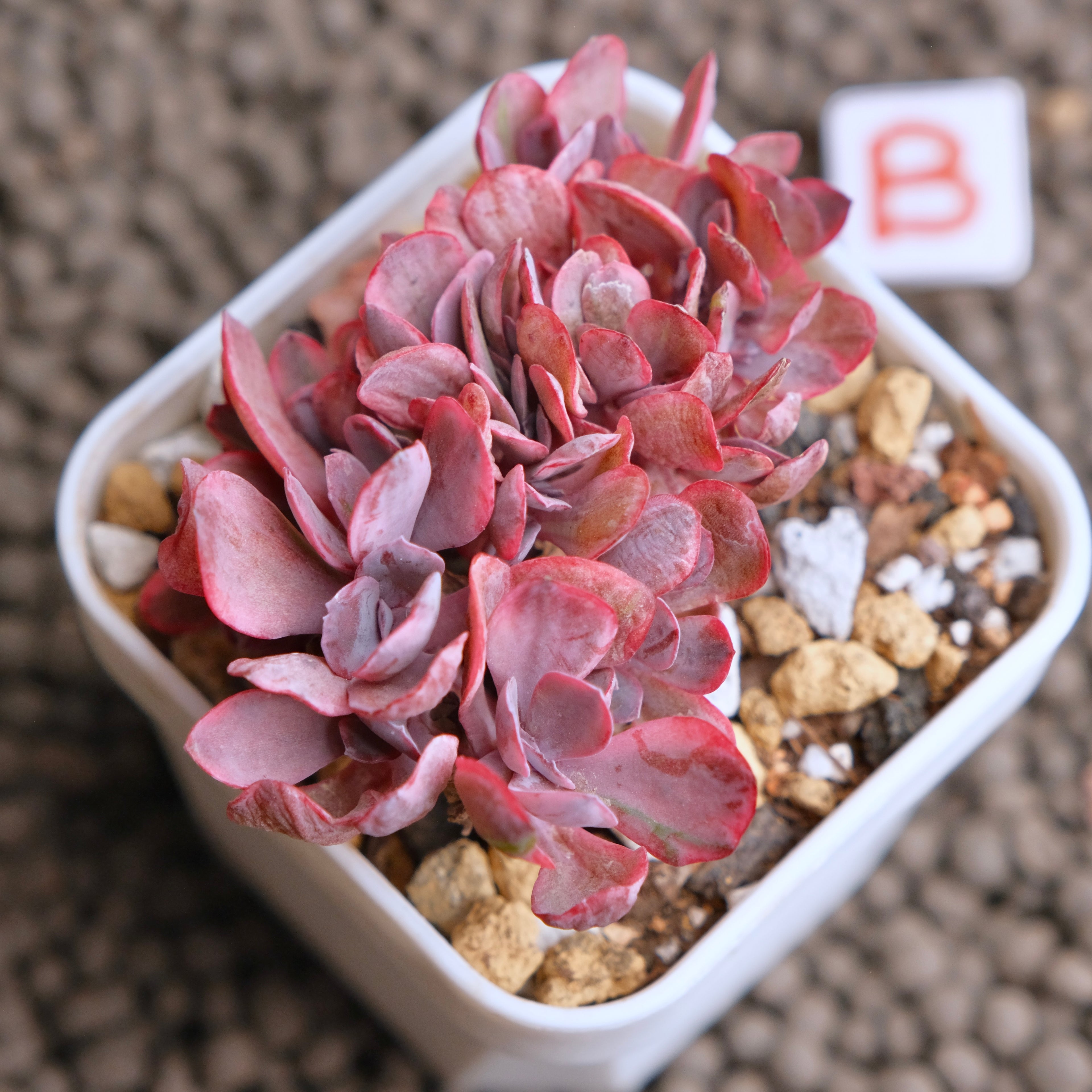 Crested Echeveria Angel Wings variegated Korean Succulent Plant - B
