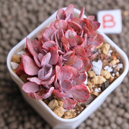 Crested Echeveria Angel Wings variegated Korean Succulent Plant - B