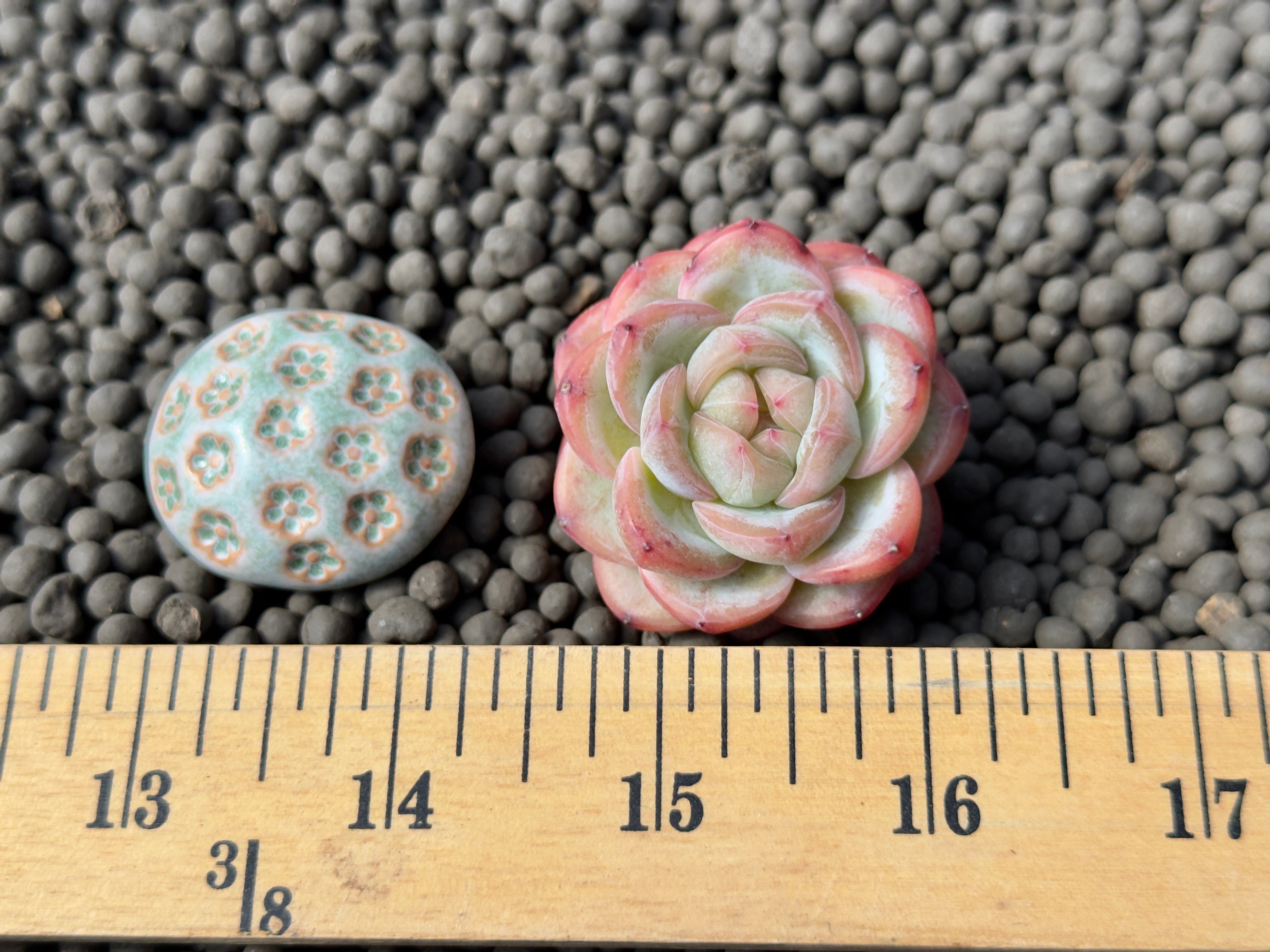 Echeveria Star Jenny Imported Succulent Plant