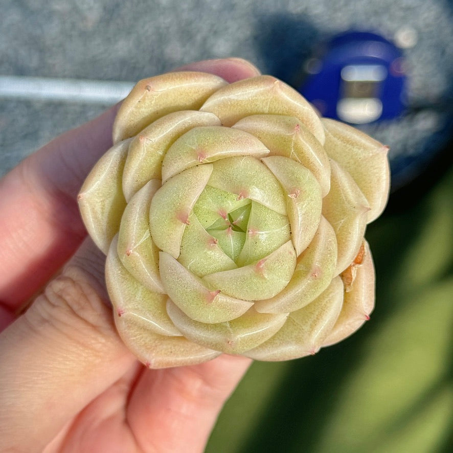 Echeveria Malgan Succulent Plant F