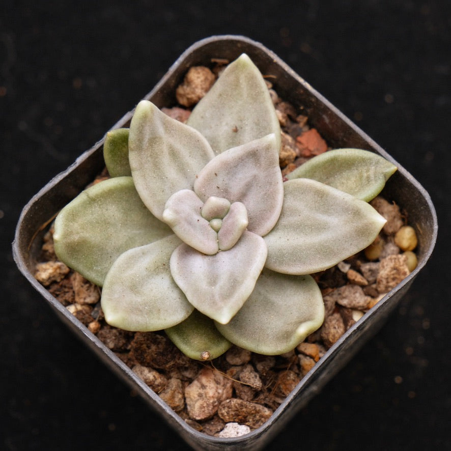 Echeveria xichuensis Korean Succulent Plant