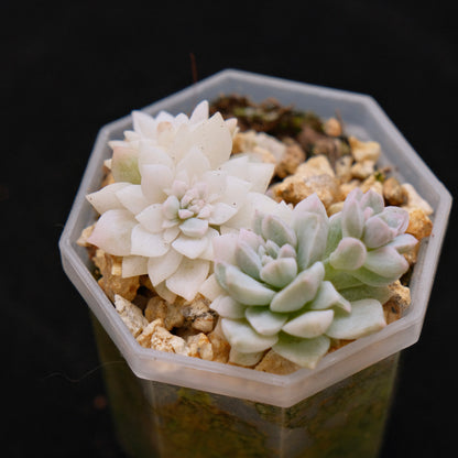 Variegated Echeveria prolifica Korean Succulent Plant