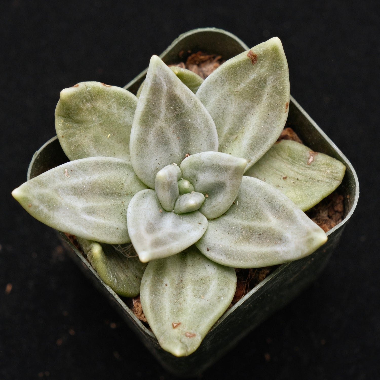 Echeveria xichuensis Korean Succulent Plant