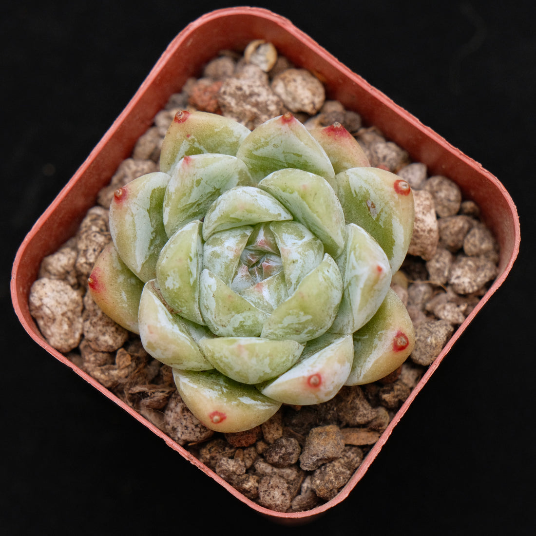 Echeveria Love Poem Korean Succulent Plant Changhee hybrid
