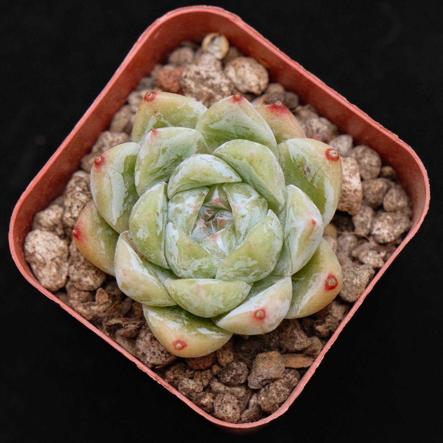 Echeveria Love Poem Korean Succulent Plant Changhee hybrid