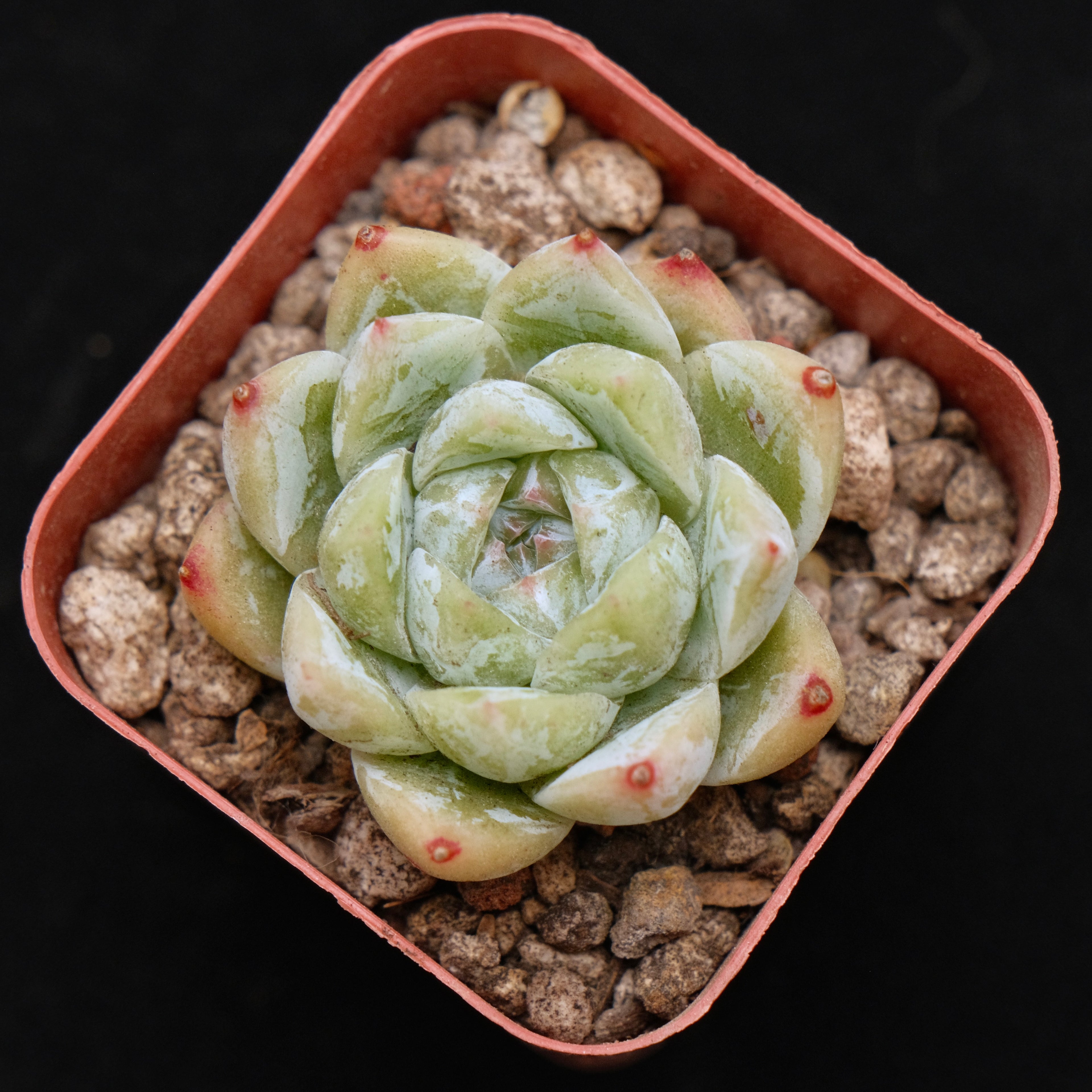 Echeveria Love Poem Korean Succulent Plant Changhee hybrid