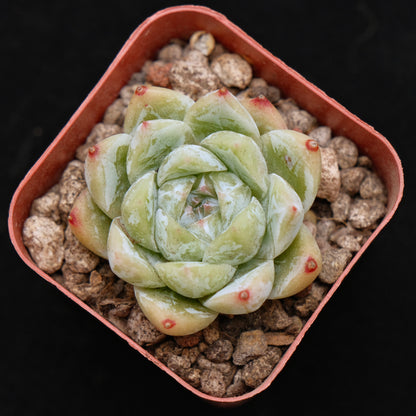 Echeveria Love Poem Korean Succulent Plant Changhee hybrid