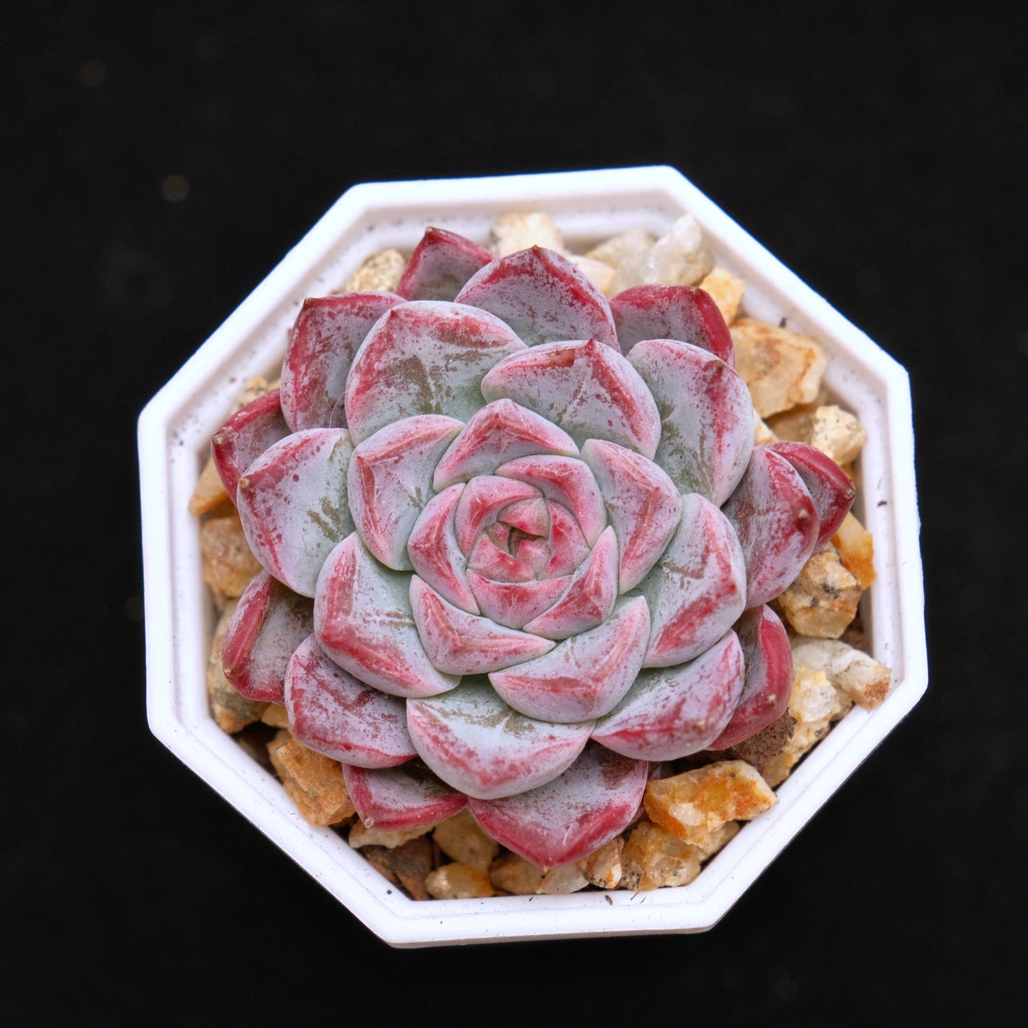 Echeveria Sarahime x Gilo Korean Succulent Plant Changhee Hybrid
