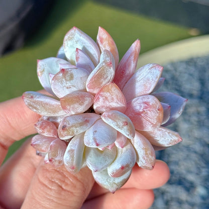 Echeveria Trumso Succulent Plant A