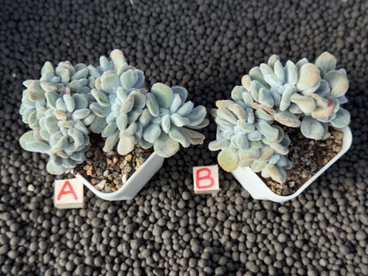 Crested Echeveria Frosty Imported Succulent Plant