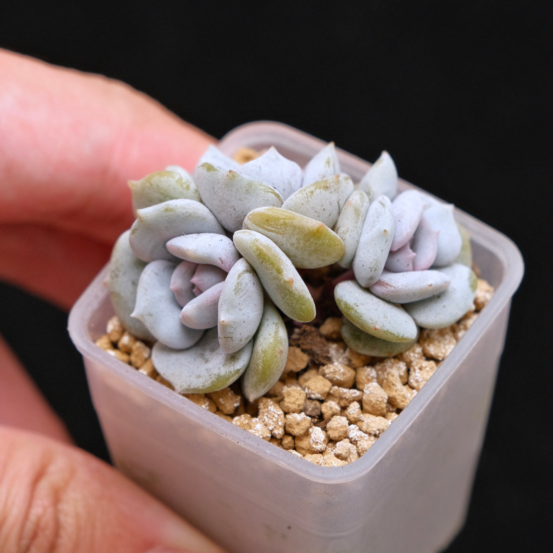 Echeveria Milk Purple babies Korean Succulent Plant Changhee Hybrid