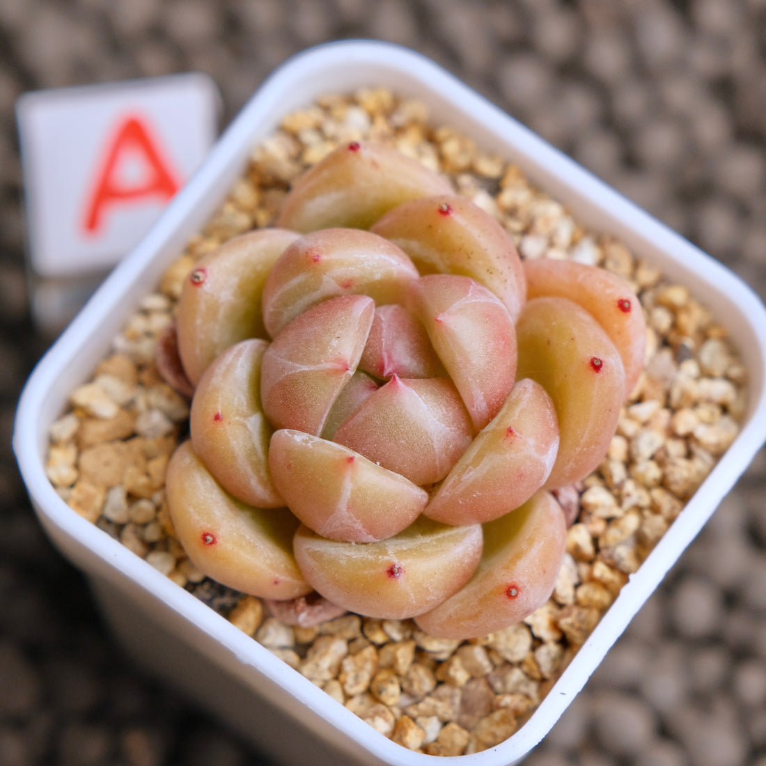 Echeveria Aries Imported Succulent Plant - A