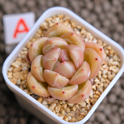 Echeveria Aries Imported Succulent Plant - A