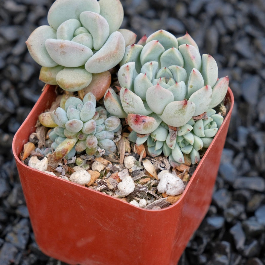 Korean Succulent bbs Korean Succulent Plant