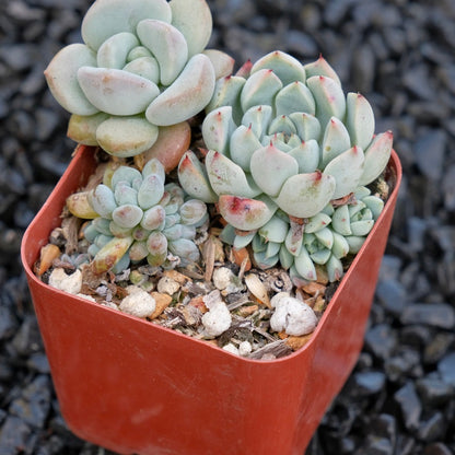 Korean Succulent bbs Korean Succulent Plant