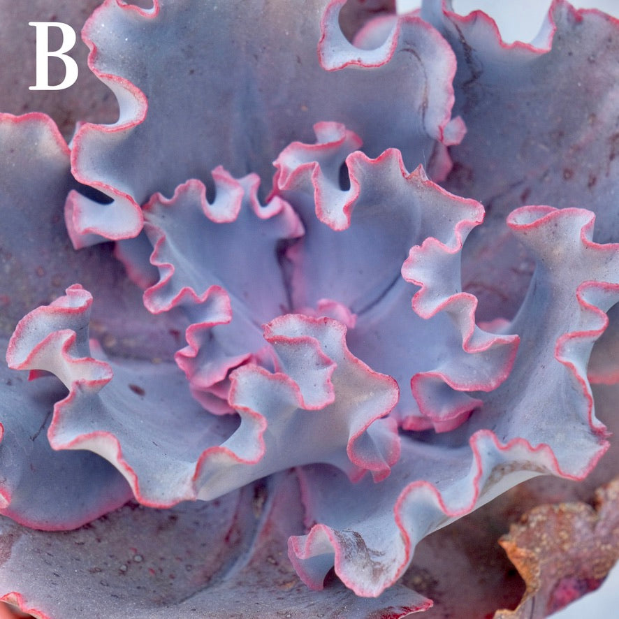 Echeveria Valentine - Rare Dick Wright hybrid - B