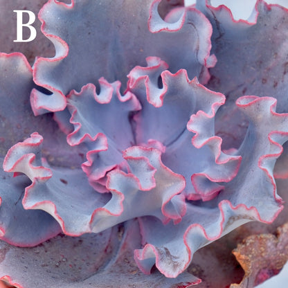 Echeveria Valentine - Rare Dick Wright hybrid - B