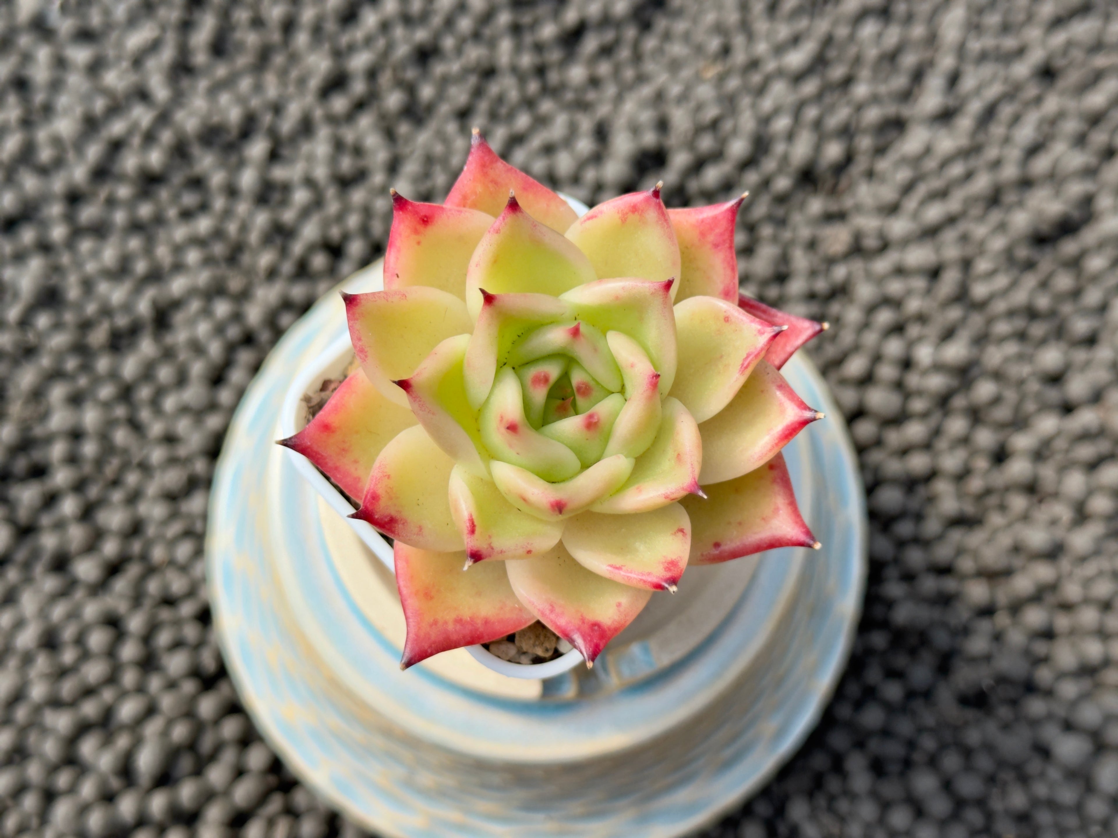 Echeveria Alisa Korean Succulent Plant Hwaga hybrid