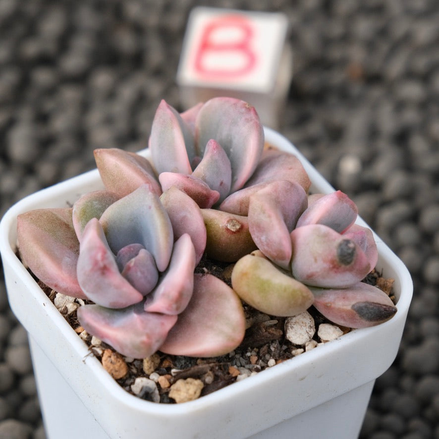 Variegated Graptoveria Mrs. Richards Imported Succulent Plant
