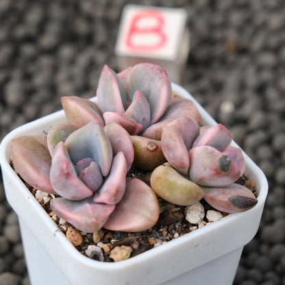 Variegated Graptoveria Mrs. Richards Imported Succulent Plant