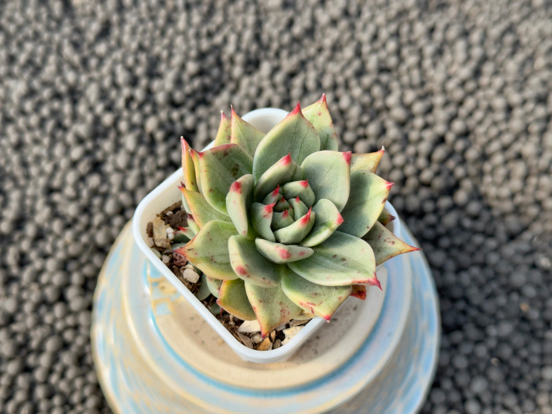 Variegated Echeveria Leopard Korean Succulent Plant