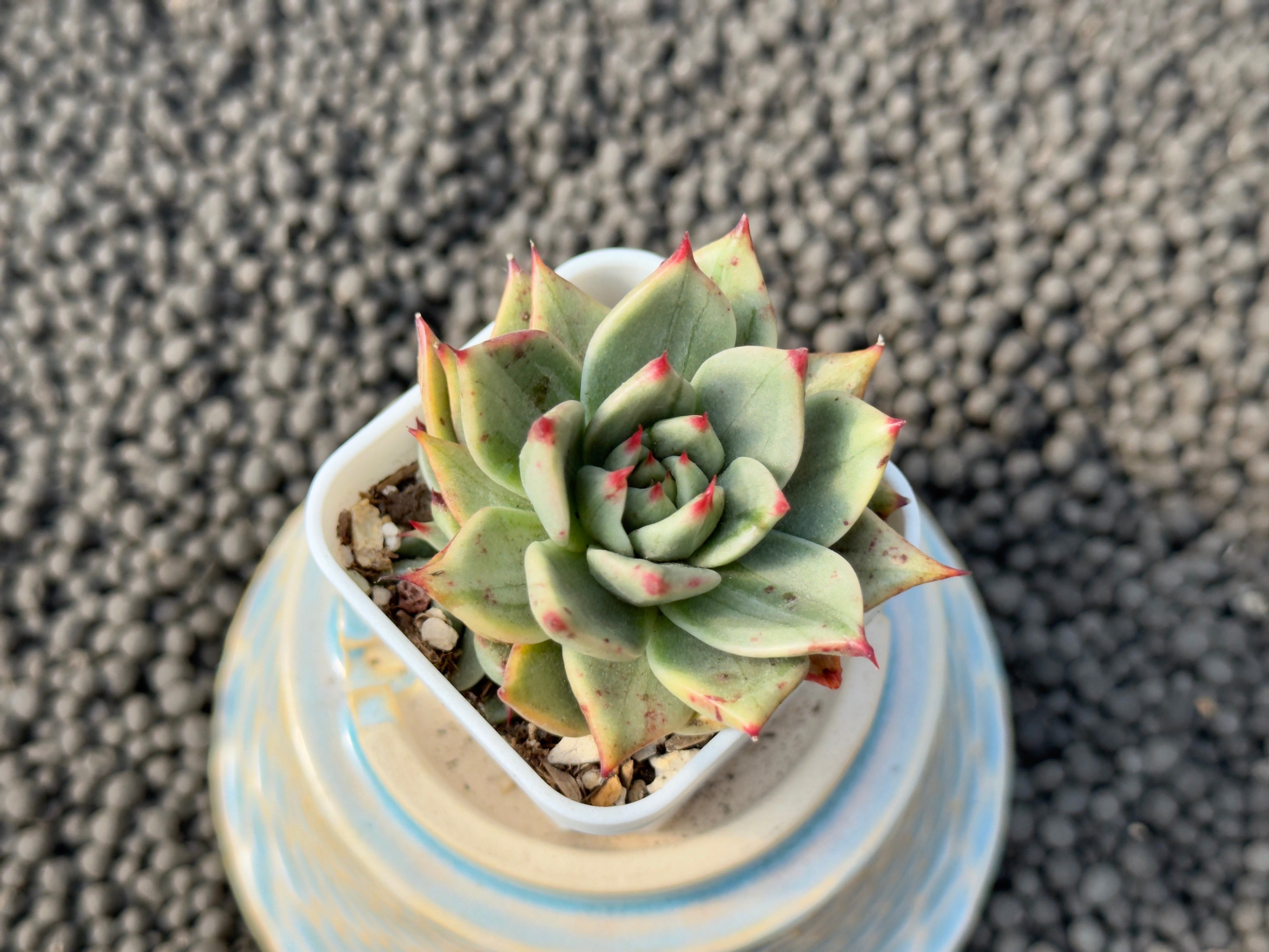 Variegated Echeveria Leopard Korean Succulent Plant