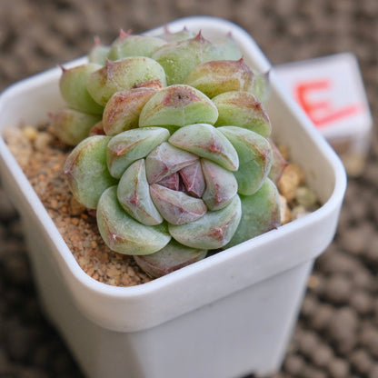 Echeveria Obsidian (seed grown) Imported Succulent Plant