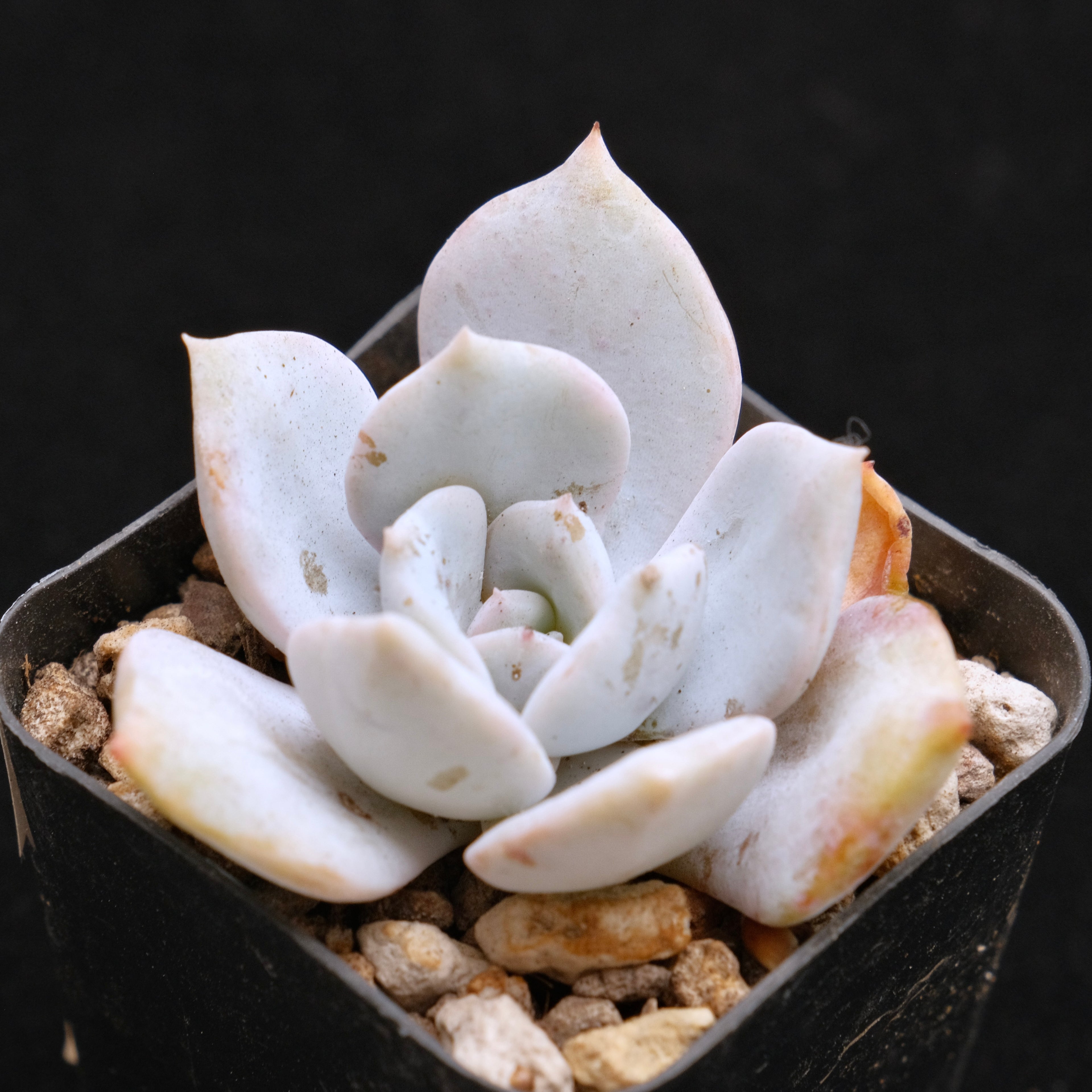 Echeveria laui hybrid Korean Succulent Plant