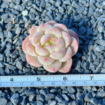Echeveria Mystery Hybrid Succulent Plant D