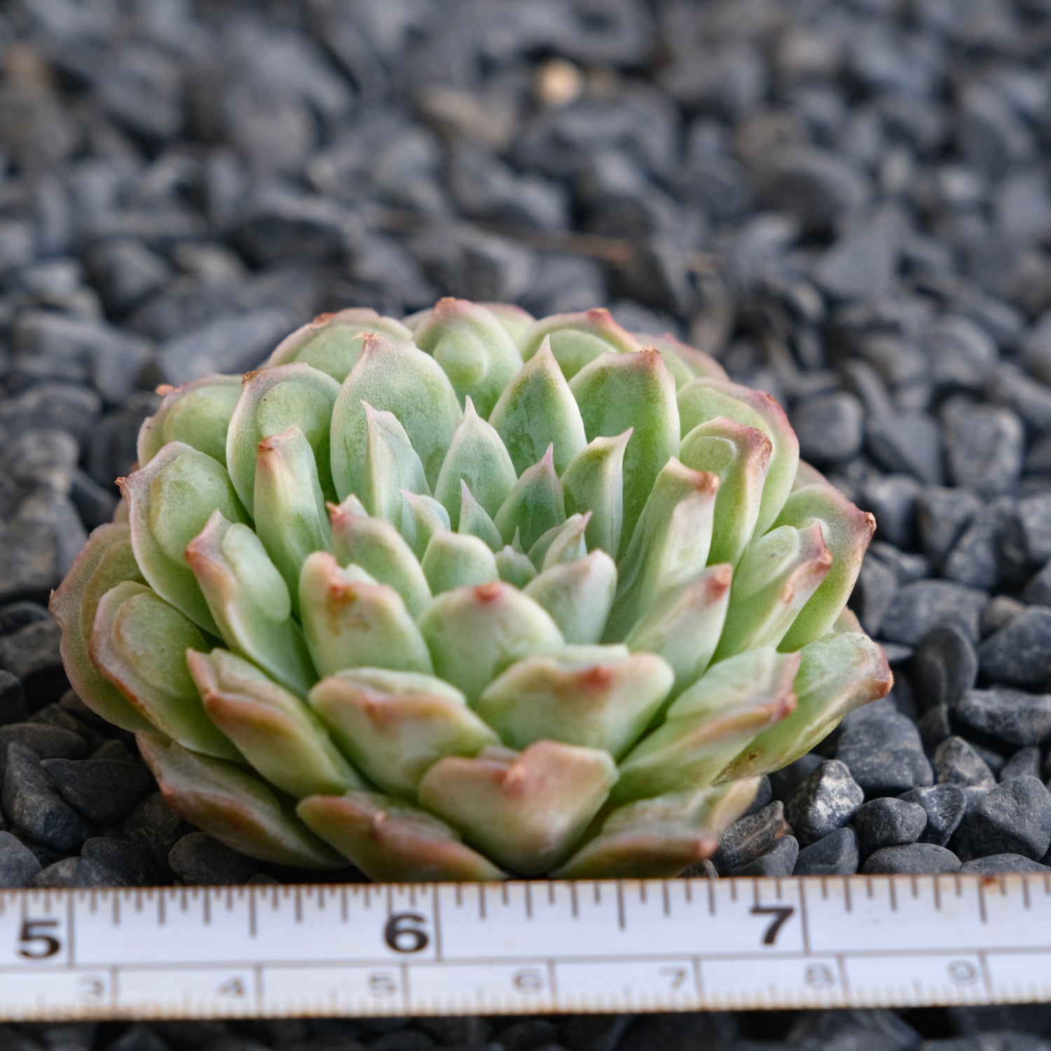 Echeveria Hearts Choice Korean Succulent Plant