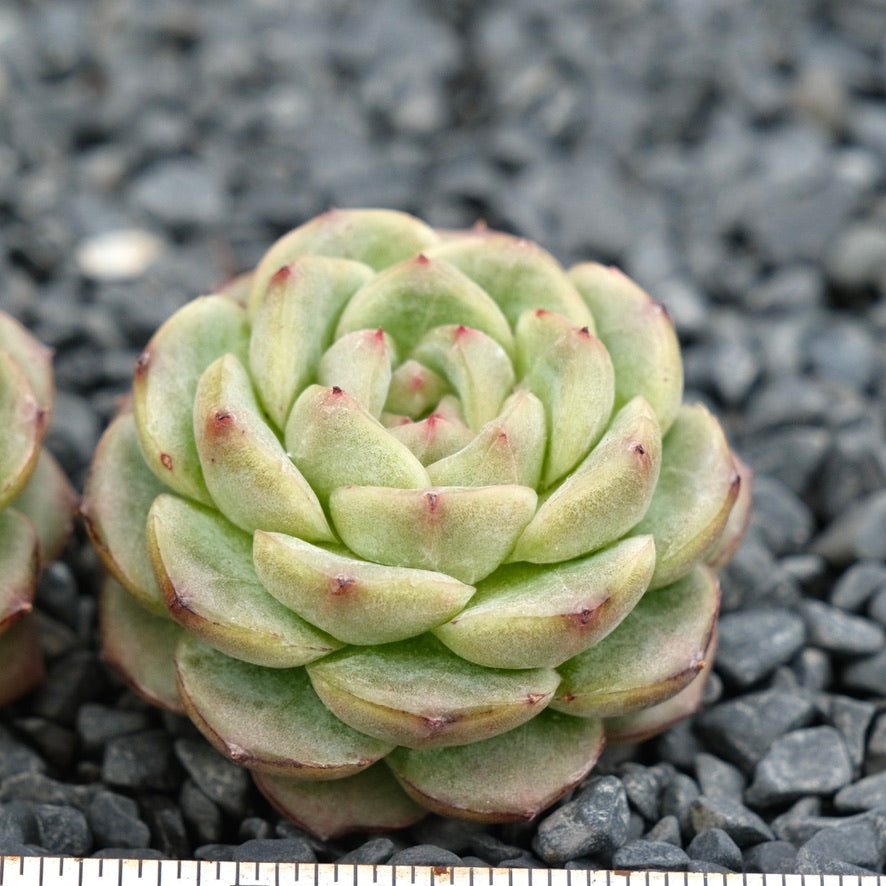 Echeveria Red Velvet hybrid Imported Succulent Plant