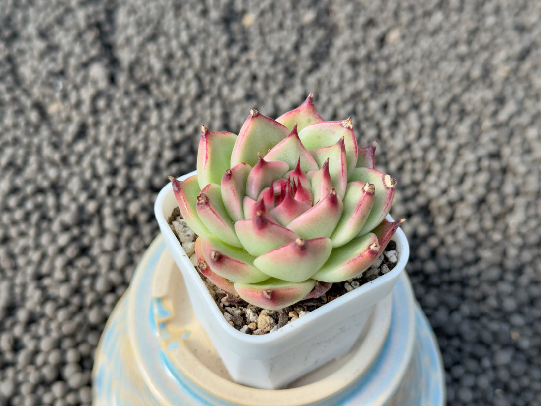 Echeveria Toscanelli Imported Succulent Plant