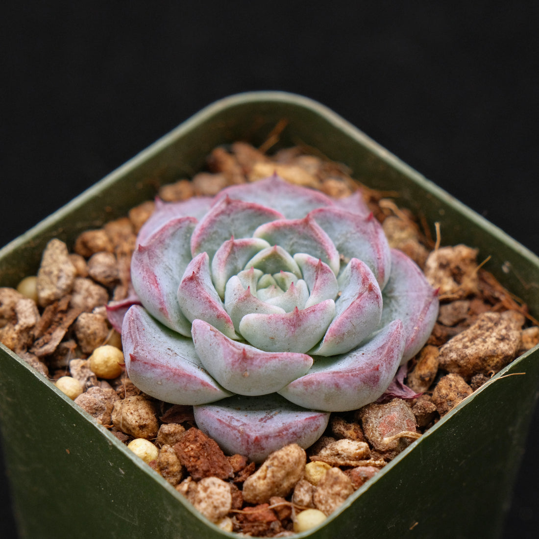 Echeveria Sarahime x Gilo Korean Succulent Plant Changhee hybrid