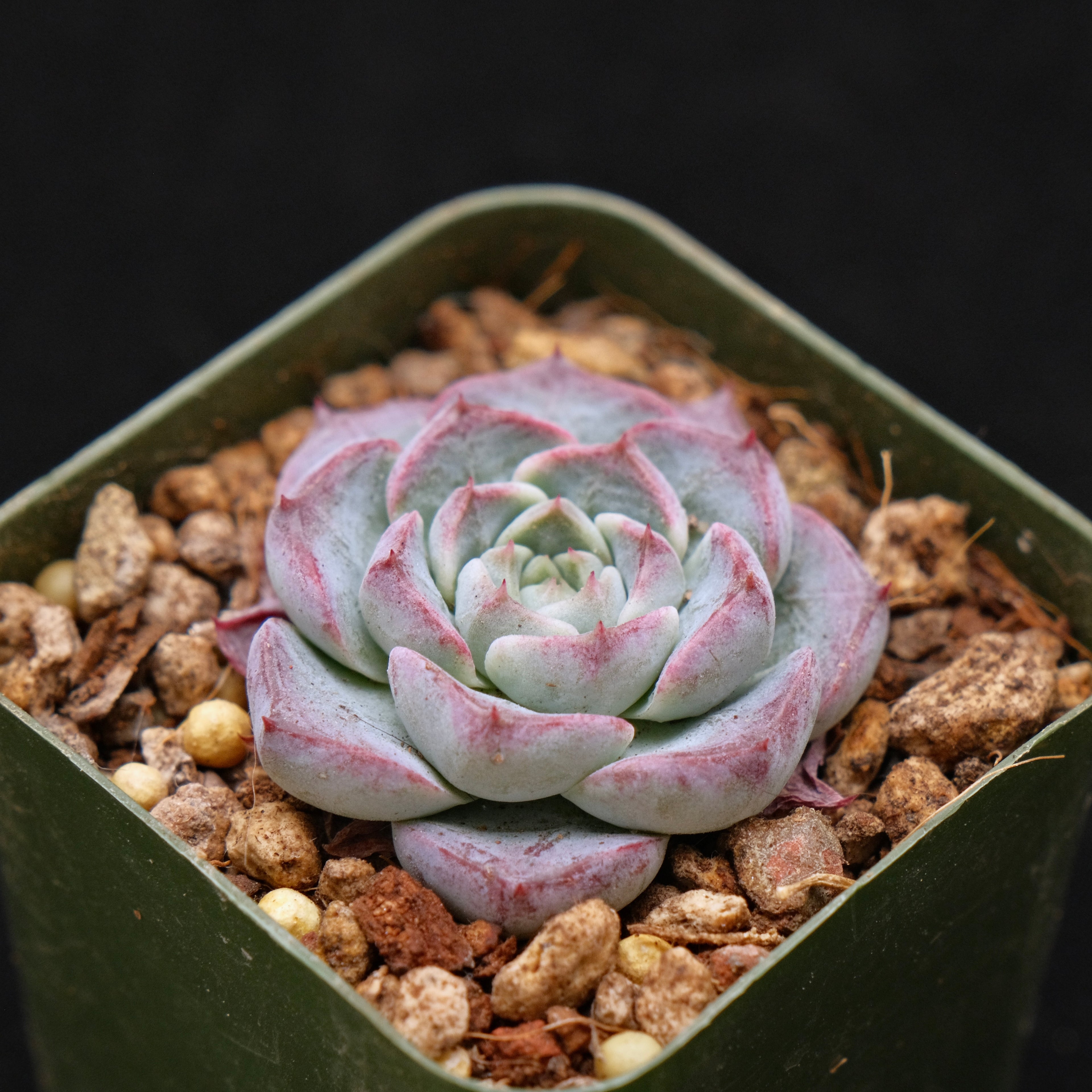 Echeveria Sarahime x Gilo Korean Succulent Plant Changhee hybrid