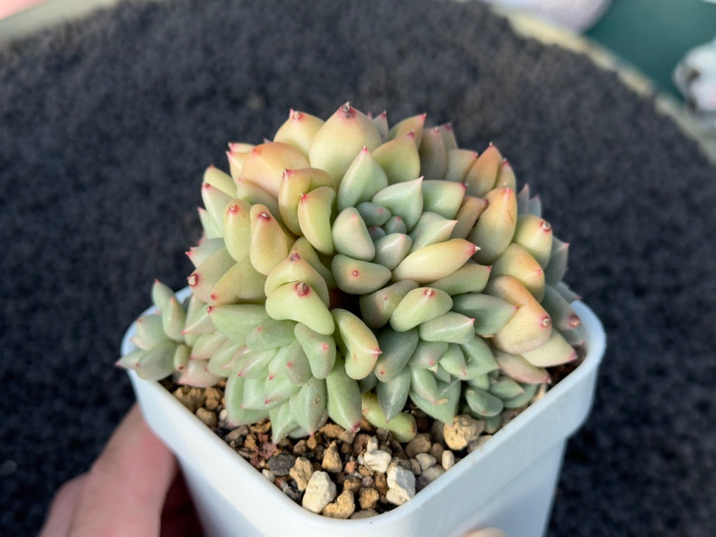 Echeveria JC van Keppel Imported Succulent Plant
